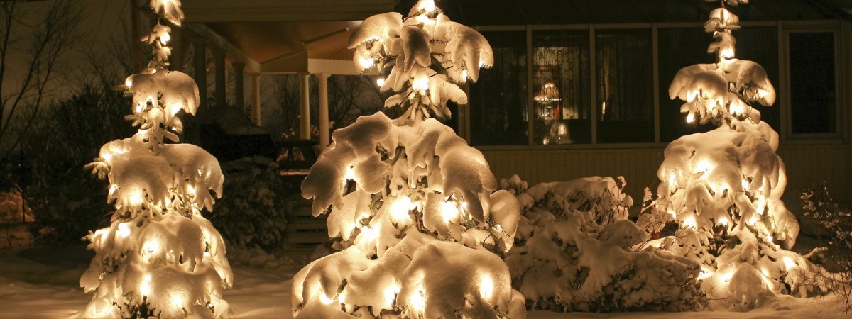 Christmas Light Installatio on Trees
